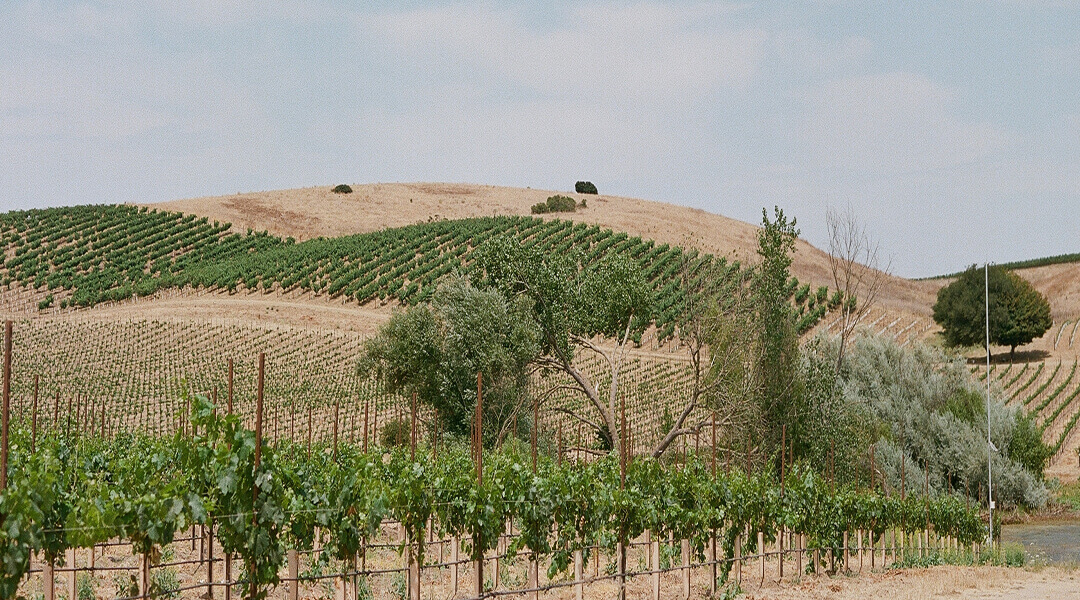 winery-10